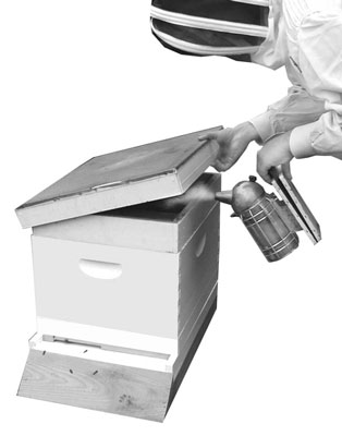 Comment ouvrir votre ruche