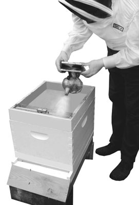 Comment ouvrir votre ruche