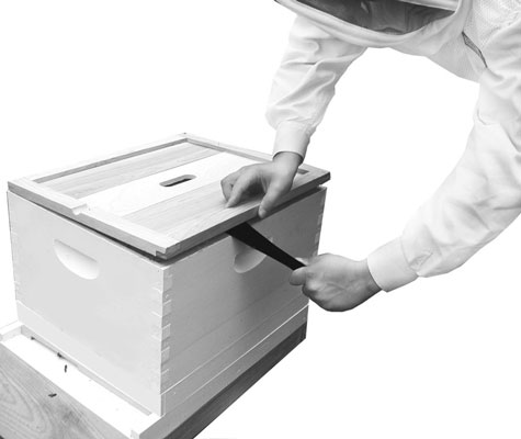 Comment ouvrir votre ruche