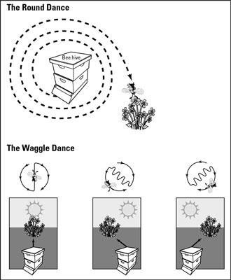 Comment les abeilles communiquent