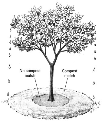 Utiliser du compost pour pailler les plantes et les arbres