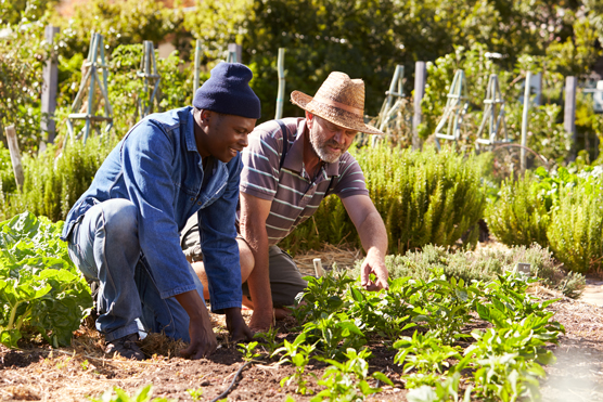 10 conseils pour gérer un jardin urbain durable