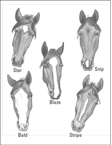 Terminologie des chevaux : décrire correctement les chevaux