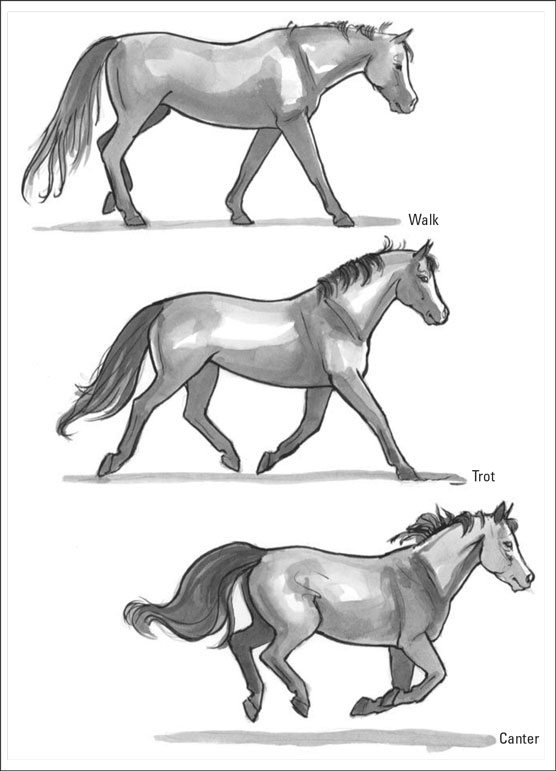 Terminologie des chevaux : décrire correctement les chevaux