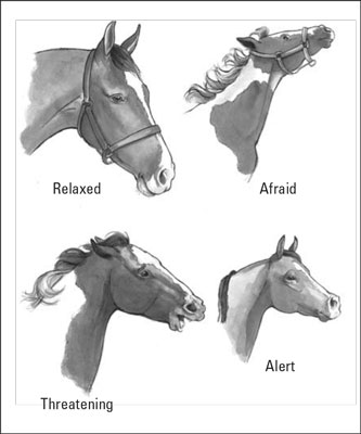 Sons de cheval et expressions faciales