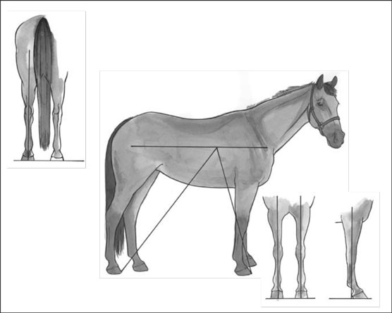 Corps de cheval : Connaître la bonne conformation de la mauvaise