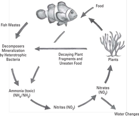 Le cycle de l'azote dans votre aquarium d'eau salée