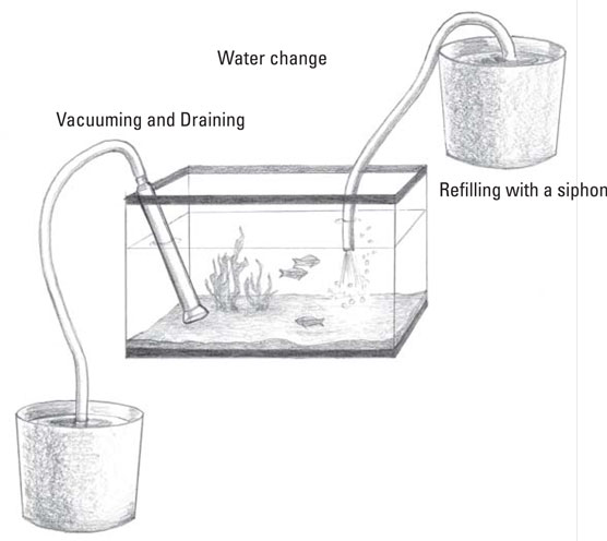 Comment effectuer l'entretien de base de l'aquarium d'eau salée