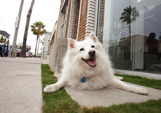 Comment faire des ajustements lors de la photographie de chiens blancs