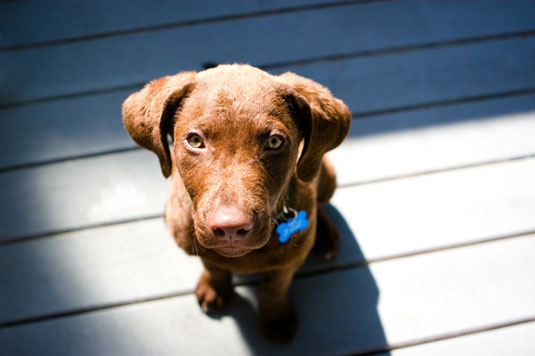 Comment capturer des photos de chiots mignons