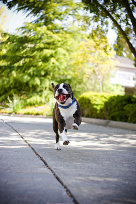 Obtenez physique dans vos séances photo de chien