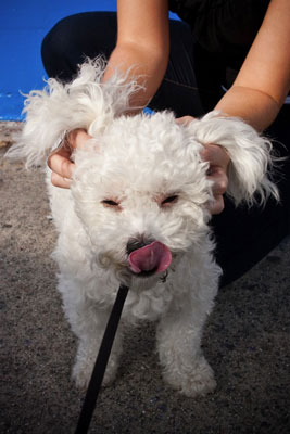 L'utilisation des laisses dans la photographie de chien