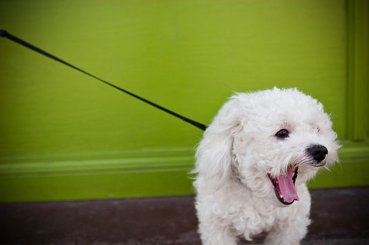 L'utilisation des laisses dans la photographie de chien