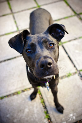 Comment éviter les problèmes de photographie de chiens noirs