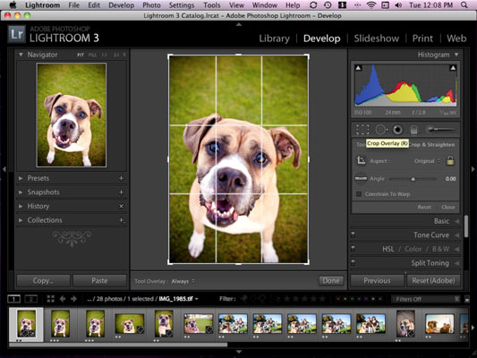 Recadrez et redressez les photos de votre chien dans Adobe Lightroom