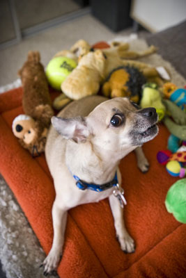 Comment prendre des photos de chiens jouant avec des jouets