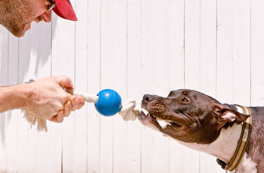 Photographie de chien de chiens et d'humains jouant