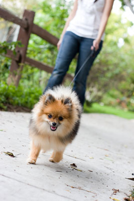 Photographie de chien de sujets se promenant