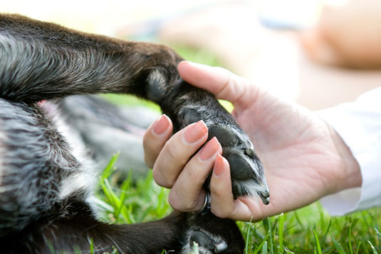 Prenez la photo d'humains et de chiens, la patte en main