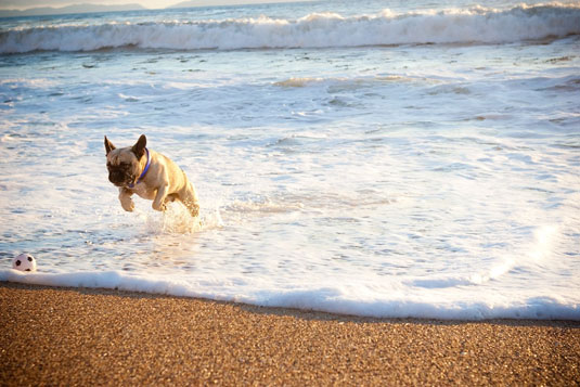 Comment prendre des photos de chiens en train de courir/aller chercher