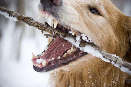 Comment prendre des photos de chiens en train de courir/aller chercher