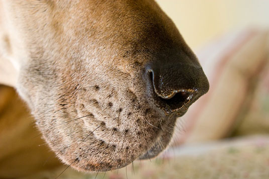 Capturez des caractéristiques faciales uniques sur des photos de chiens