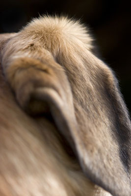 Capturez des caractéristiques faciales uniques sur des photos de chiens