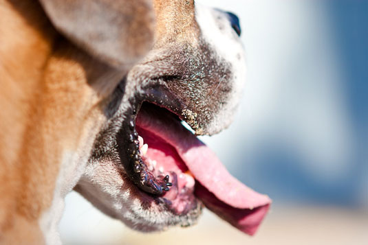 Capturez des caractéristiques faciales uniques sur des photos de chiens