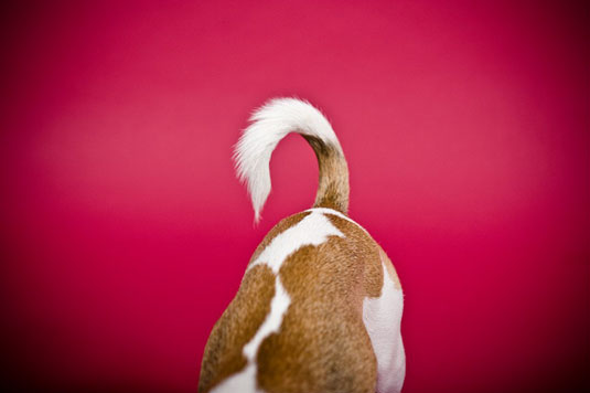 Capturez les détails des pattes et des queues dans les photos de chiens