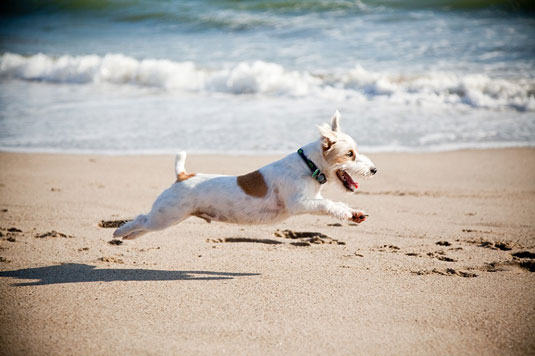 Définissez votre mode de priorité à l'obturation pour les photos d'action de chien