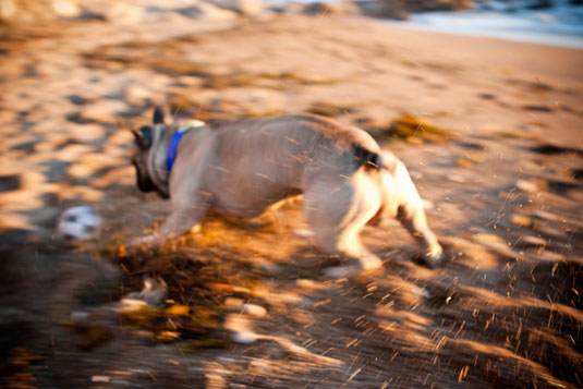 Définissez votre mode de priorité à l'obturation pour les photos d'action de chien