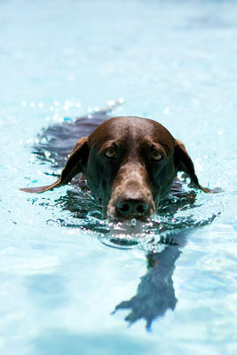 Comment prendre des photos de chiens nageant