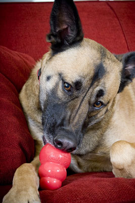 Comment prendre des photos de chiens en train de mâcher