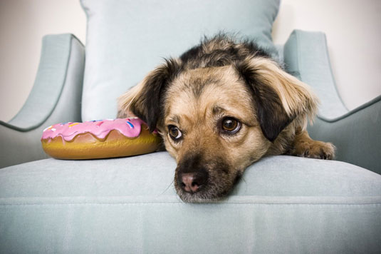 Comment prendre des photos de chiens en train de mâcher