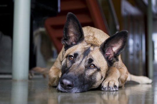 Comment allumer des photos de chiens endormis