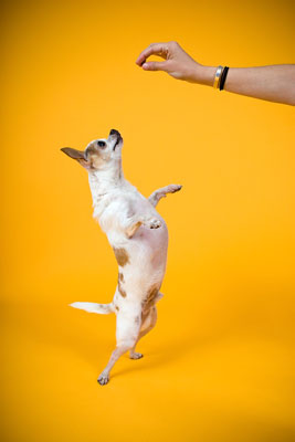 Photos photojournalistiques dans la photographie de chien