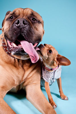 Photos photojournalistiques dans la photographie de chien
