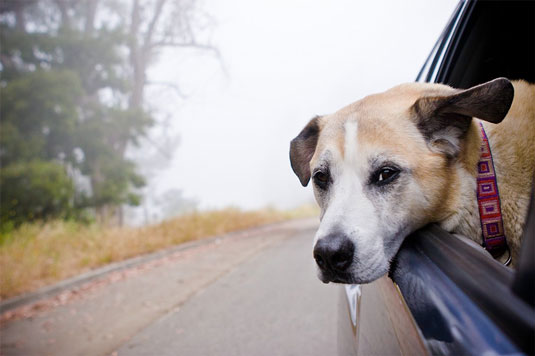 Comment prendre des photos de chien dans la voiture