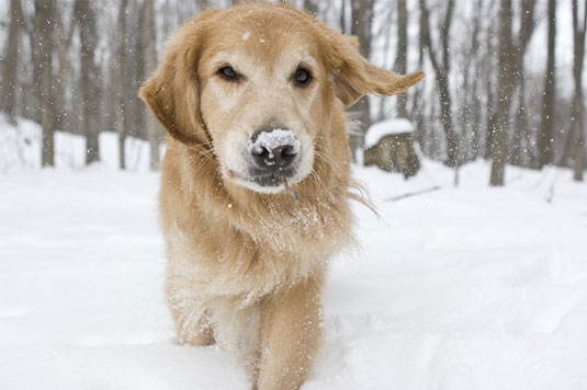 Comment prendre des photos de chien dans la neige