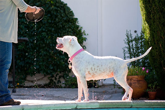 Emplacements de piscine pour les photographies de chiens
