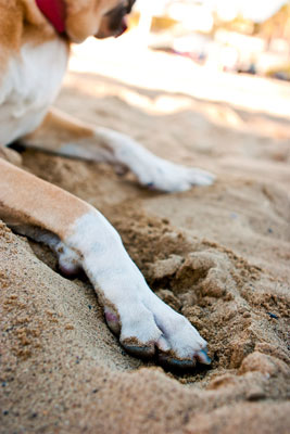 Emplacements de plage, de lac ou de rivière pour les photographies de chiens