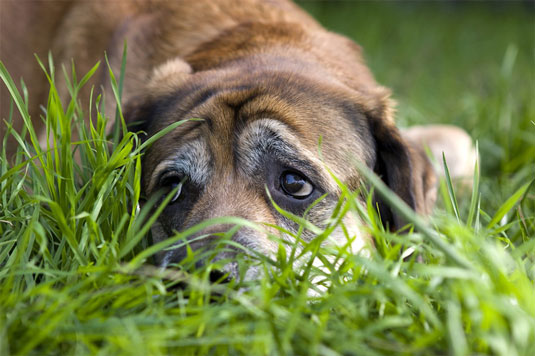 Prises de vue d'emplacement typiques pour la photographie de chien