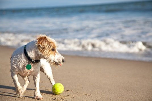 Ajustez pour les emplacements extra-lumineux pendant les séances de photographie de chien