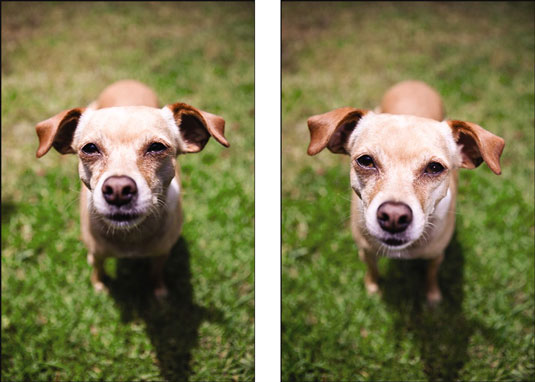 Remplir le flash et la photographie de chien