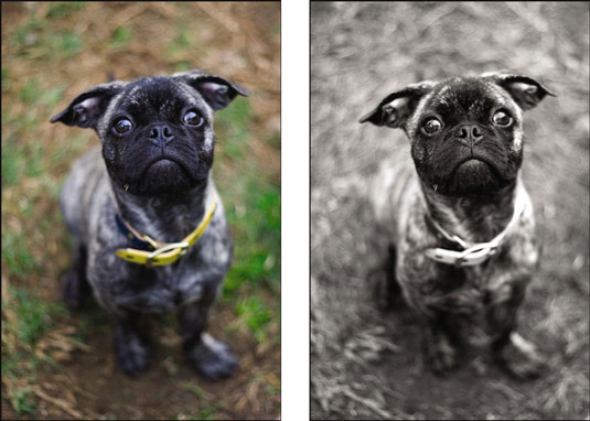 Créez des photographies de chiens en couleur plutôt qu'en noir et blanc