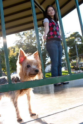 Cadrez le sujet et établissez un équilibre lorsque vous photographiez des chiens