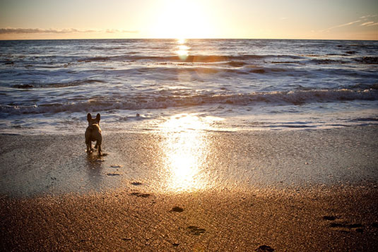 Utilisez la lumière naturelle dans la photographie de chien