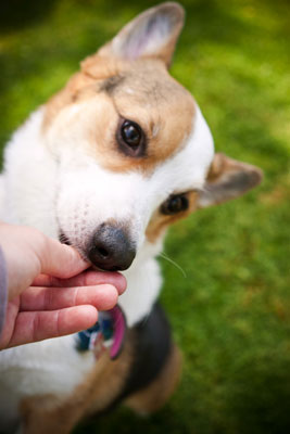 Sachez ce qui motive vos sujets pendant les séances de photos de chiens