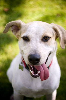 Comprendre comment les chiens communiquent pendant les séances photo