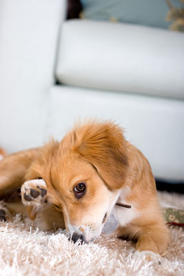 Capturez des moments francs lorsque vous photographiez des chiens